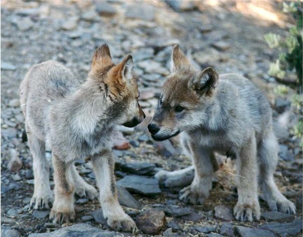 GREEK ANIMALS IN DANGER